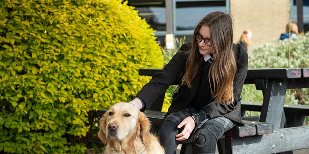 Image of a student sitting on a picnic bench in an outdoor school area, stroking a guide dog. The school building is in the background and there is a large green bush next to them.